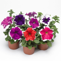 Петуния Фрост F1 Микс (Frost F1 Mix)