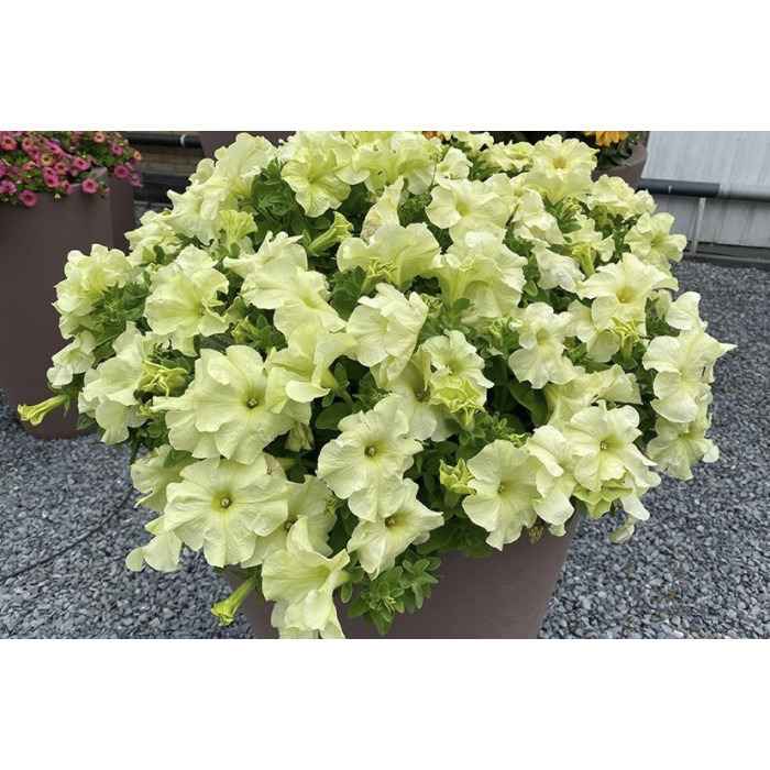 Фото Петунія Лімбо F1 Єллоу Лайм (Limbo F1 Yellow Lime), №1