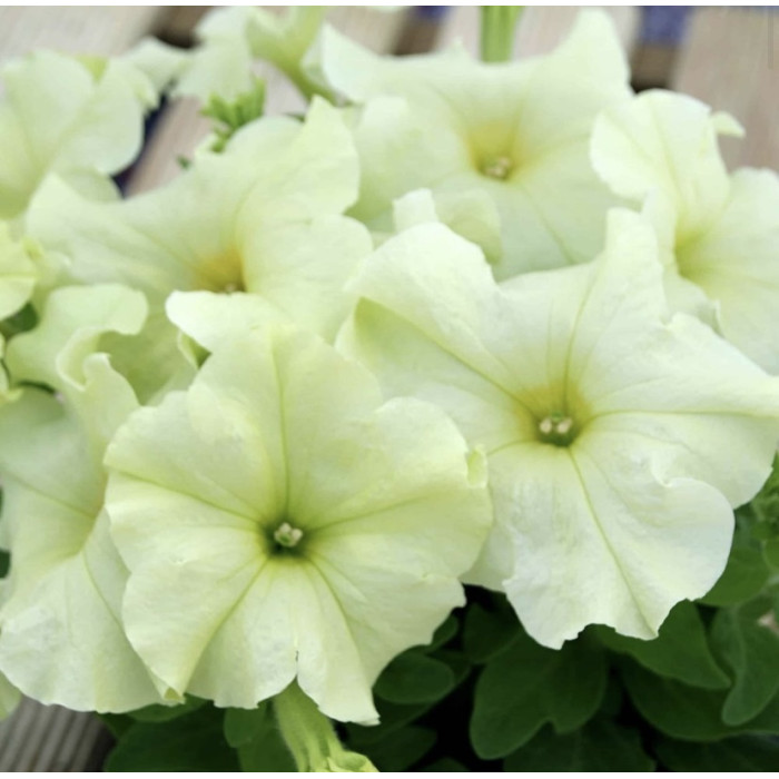 Фото Петунія Лімбо F1 Єллоу Лайм (Limbo F1 Yellow Lime), №2