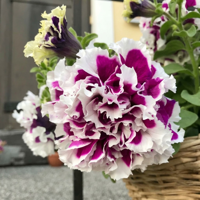 Фото Петунія Пірует F1 Пьорпл (Pirouette F1 Purple), №1