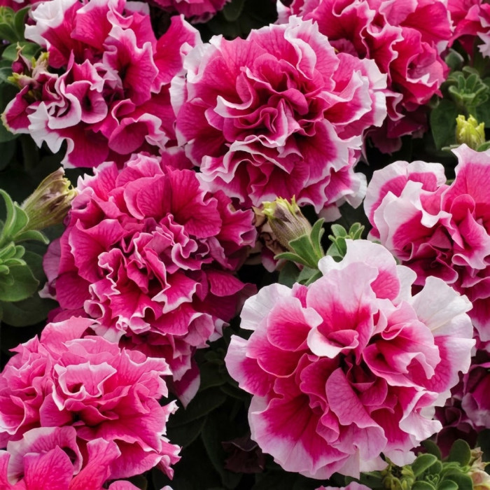 Фото Петуния Пируэт F1 Роуз (Pirouette F1 Rose), №1