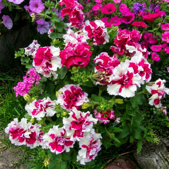 Фото Петуния Пируэт F1 Роуз (Pirouette F1 Rose), №2