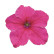 Петунія Прізм F1 Брайт Роуз (Prism F1 Bright Rose)