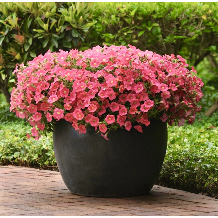 Фото Петуния Шок Вейв F1 Корал Краш (Shock Wave F1 Coral Crush), №2