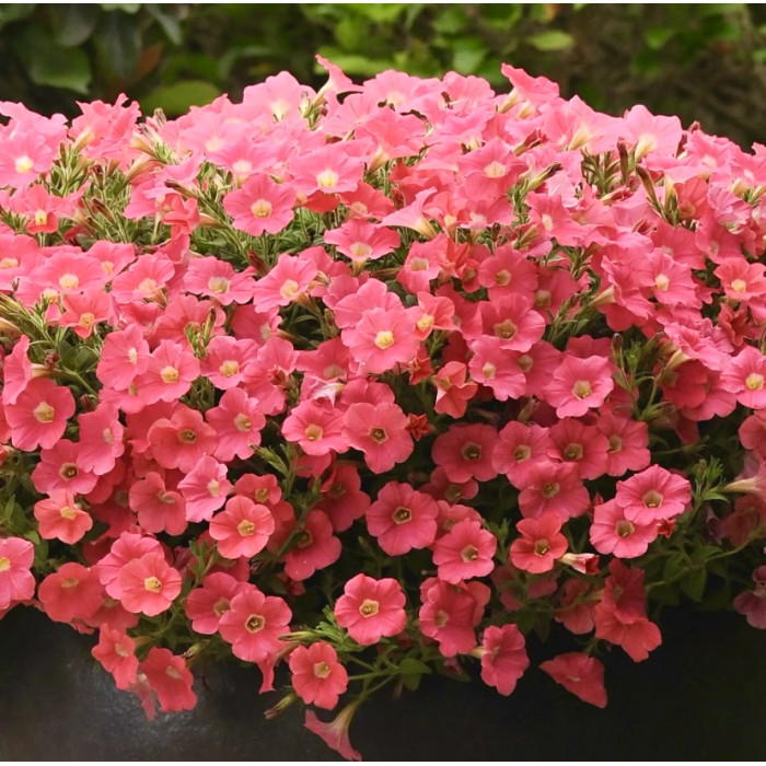 Фото Петуния Шок Вейв F1 Корал Краш (Shock Wave F1 Coral Crush)