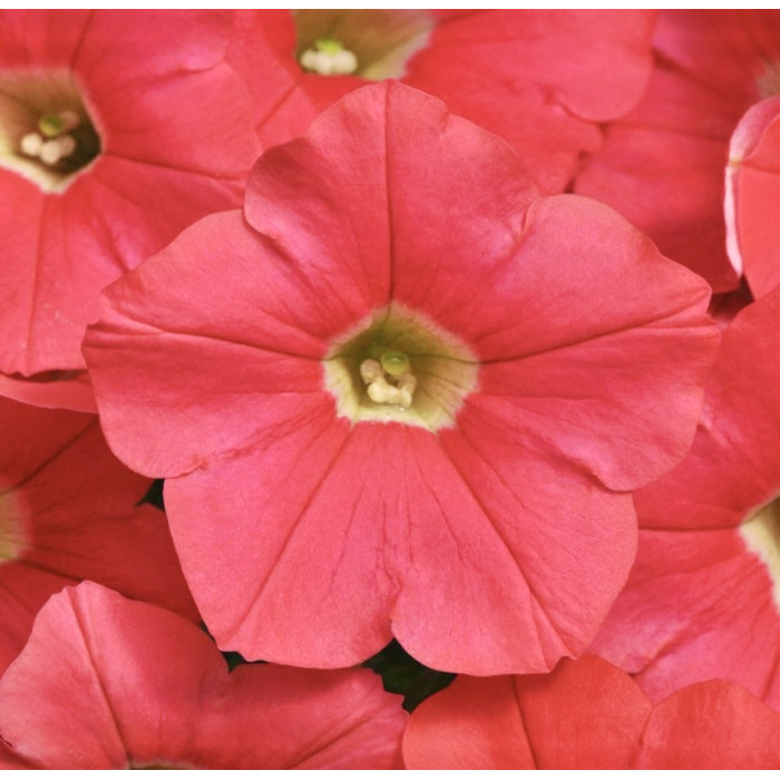 Фото Петуния Шок Вейв F1 Корал Краш (Shock Wave F1 Coral Crush), №1