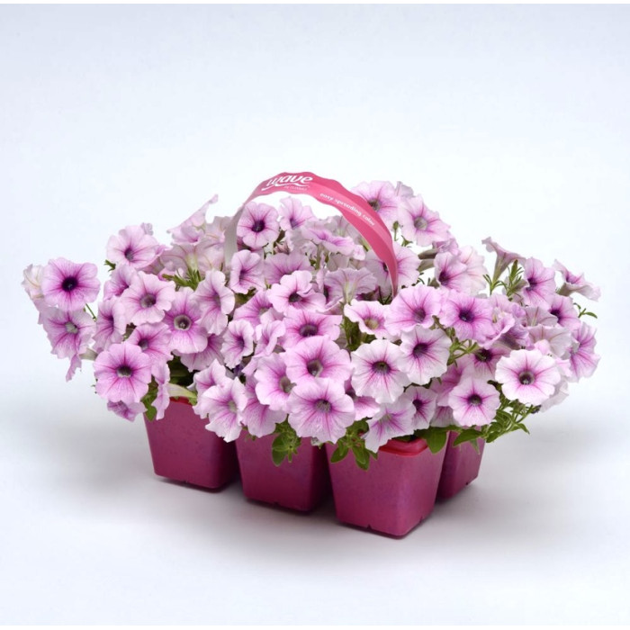 Фото Петуния Шок Вейв F1 Пинк Вейн (Shock Wave F1 Pink Vein), №1