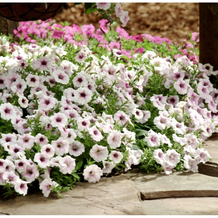 Фото Петуния Шок Вейв F1 Пинк Вейн (Shock Wave F1 Pink Vein), №2