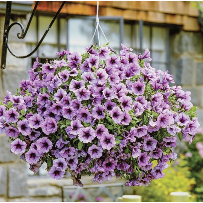 Фото Петуния Шок Вейв F1 Пинк Вейн (Shock Wave F1 Pink Vein)