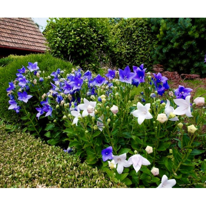 Фото Платикодон Гаваи Смесь, №2