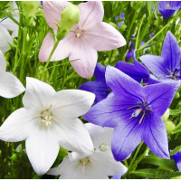 Платикодон Гаваи Смесь