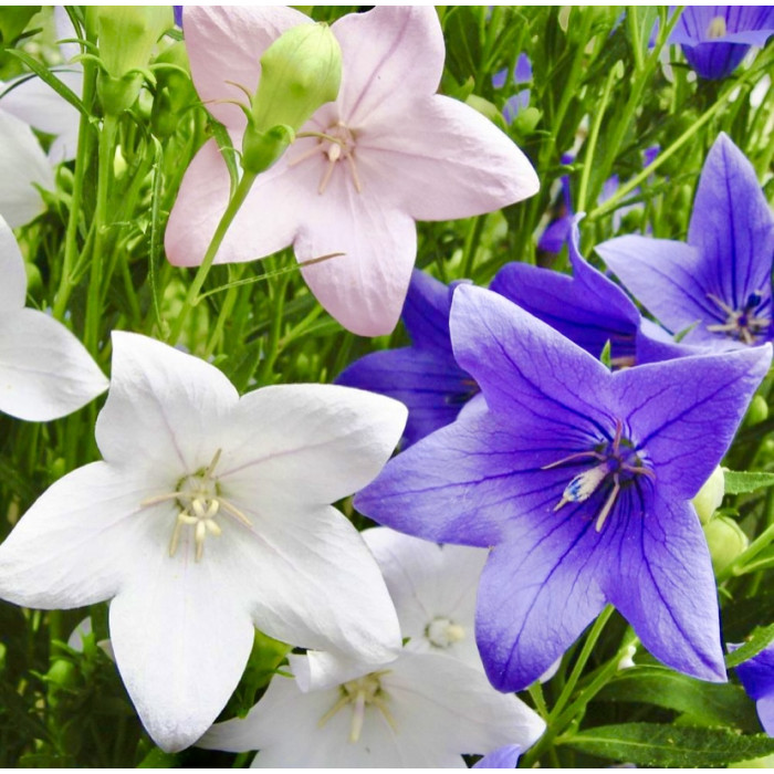 Платикодон Гаваи Смесь