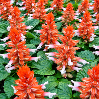 Сальвія Редді Скарлет Біколор (Reddy Scarlet Bicolor)
