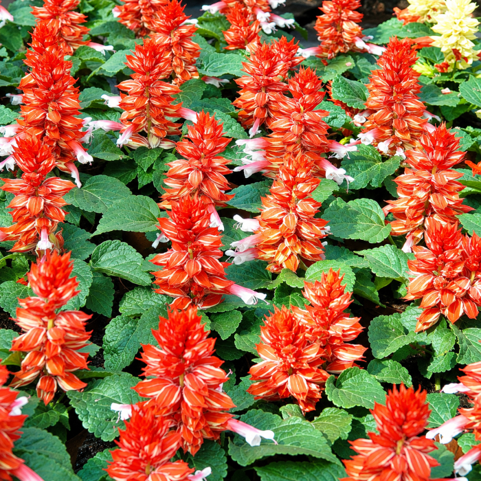 Фото Сальвия Редди Скарлет Биколор (Reddy Scarlet Bicolor), №2
