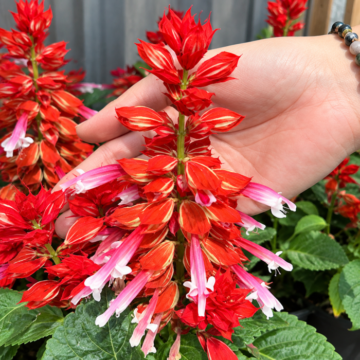Фото Сальвия Редди Скарлет Биколор (Reddy Scarlet Bicolor), №1