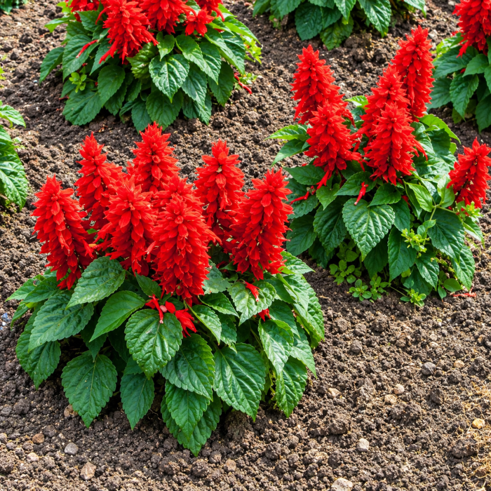 Фото Сальвія Редді Брайт Ред (Reddy Bright Red), №2
