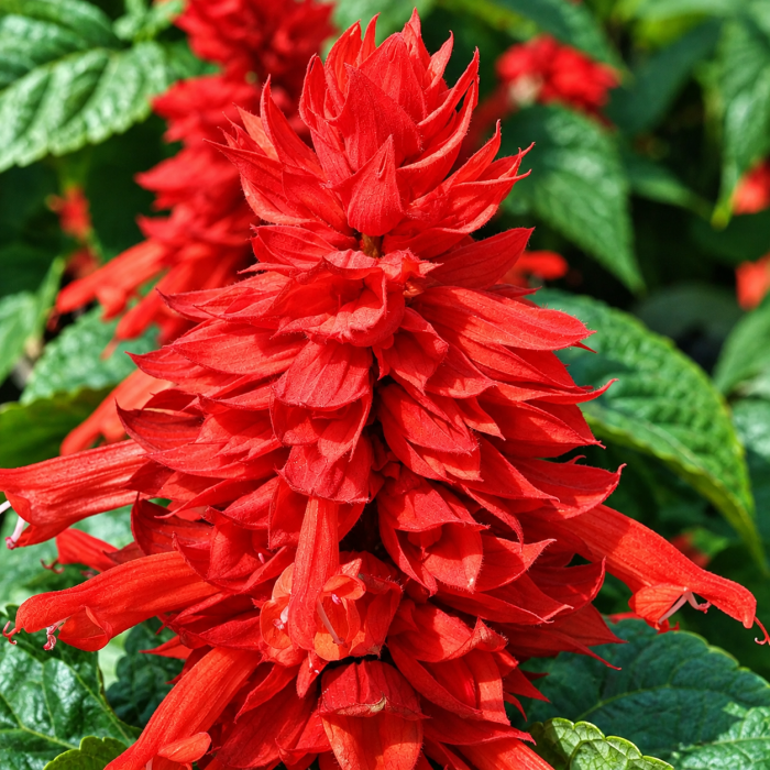 Фото Сальвія Редді Брайт Ред (Reddy Bright Red), №1