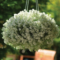 Алісум Клеар Крістал Вайт (Clear Crystal White)