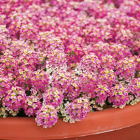 Алісум Істер Бонет Діп Пінк (Easter Bonnet Deep Pink)