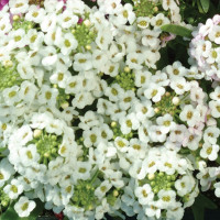 Алісум Істер Бонет Вайт (Easter Bonnet White)