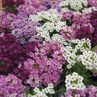 Алісум Вандерленд Мікс (Wonderland Mix)