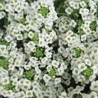 Алісум Вандерленд Вайт (Wonderland White)