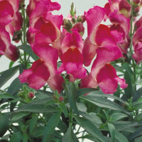 Ротики Флорал Шоверс Фучсіа (Floral Showers Fuchsia)