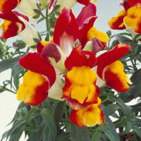 Львиный зев Флорал Шоверс Ред Еллоу Биколор (Floral Showers Red & Yellow Bicolour)