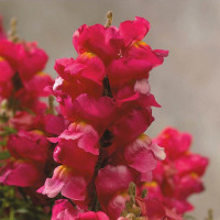 Ротики Флорал Шоверс Роуз (Floral Showers Rose)