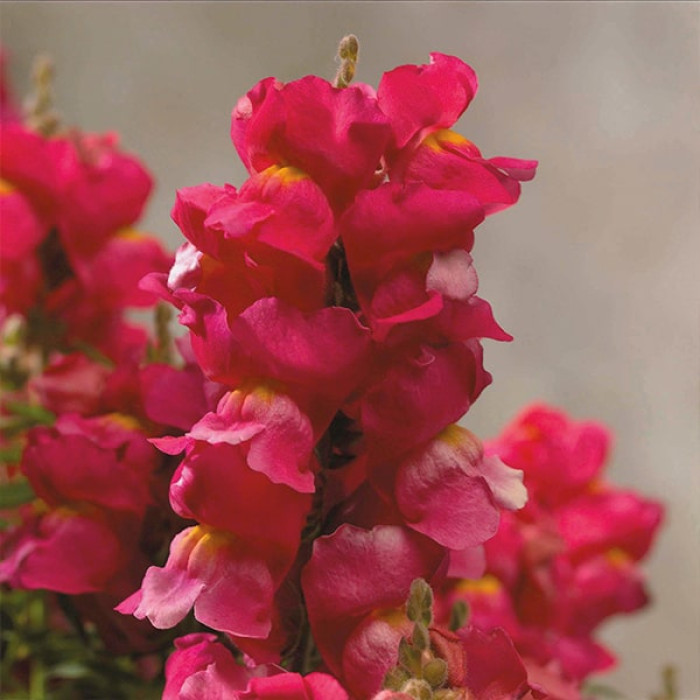 Фото Львиный зев Флорал Шоверс Роуз (Floral Showers Rose)