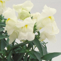 Ротики Флорал Шоверс Вайт (Floral Showers White)