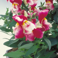 Ротики Флорал Шоверс Вайн Біколор (Floral Showers Wine Bicolour)