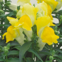 Ротики Флорал Шоверс Єллоу (Floral Showers Yellow)
