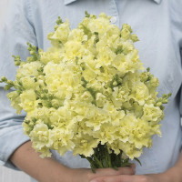 Львиный зев Мадам Баттерфляй Еллоу (Madame Butterfly Yellow)