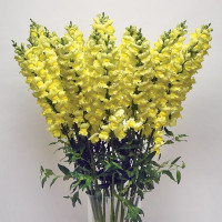 Львиный зев Потомак F1 Еллоу (Potomac F1 Yellow)