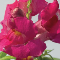 Ротики Снеппі F1 Лавандер (Snappy F1 Lavender)