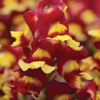 Ротики Снапшот Ред Біколор (Snapshot Red Bicolor)