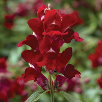 Ротики Снаптіні Ред (Snaptini Red)