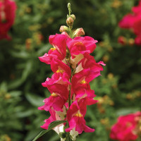 Ротики Снаптіні Роуз Біколор (Snaptini Rose Bicolor)