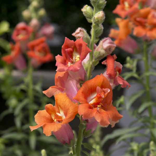 semena-cvetov-antirrhinum-