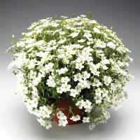 Аренария Близард Вайт (Blizzard White)