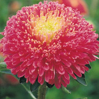 Астра Принцесса Бенари Брайт Роуз (Benary's Princess Bright Rose)