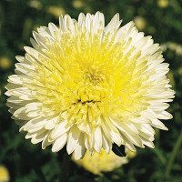 Астра Принцесса Бенари Еллоу (Benary's Princess Yellow)