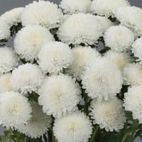 Астра Бонита Вайт (Callistephus chinensis Bonita White)