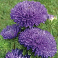 Астра Гала Блю (Gala Blue)