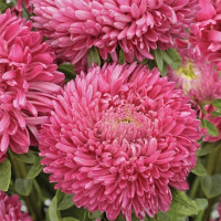 Айстра Матадор Салмон Пінк (Matador Salmon Pink)