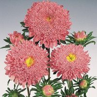 Айстра Стенді Салмон Пінк (Standy Salmon Pink)