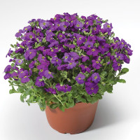 Обриета Одри F1 Дип Блю Шейдс (Audrey F1 Deep Blue Shades)