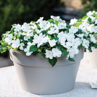 Бальзамін Імара F1 Вайт (Imara F1 White)