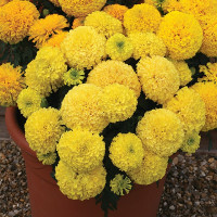 Чорнобривці Дюна F1 Єллоу (Dune F1 Yellow)